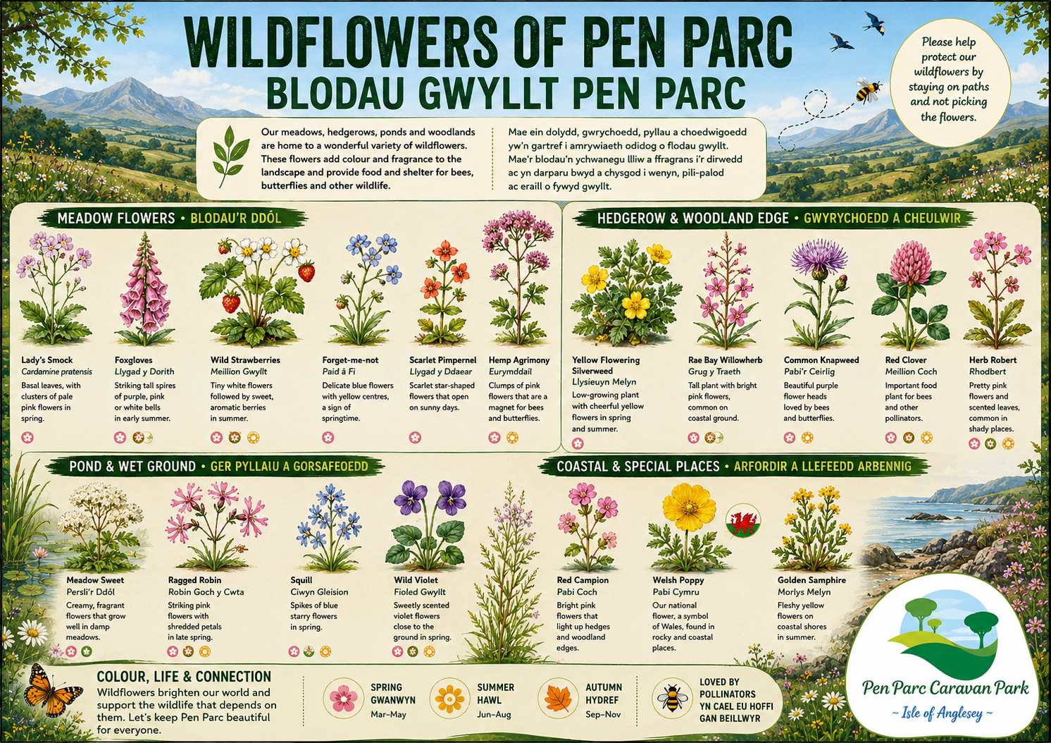 Wildflowers of Pen Parc