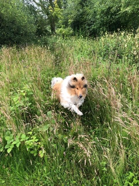 A happy collie playing in the meadow at Pen Parc