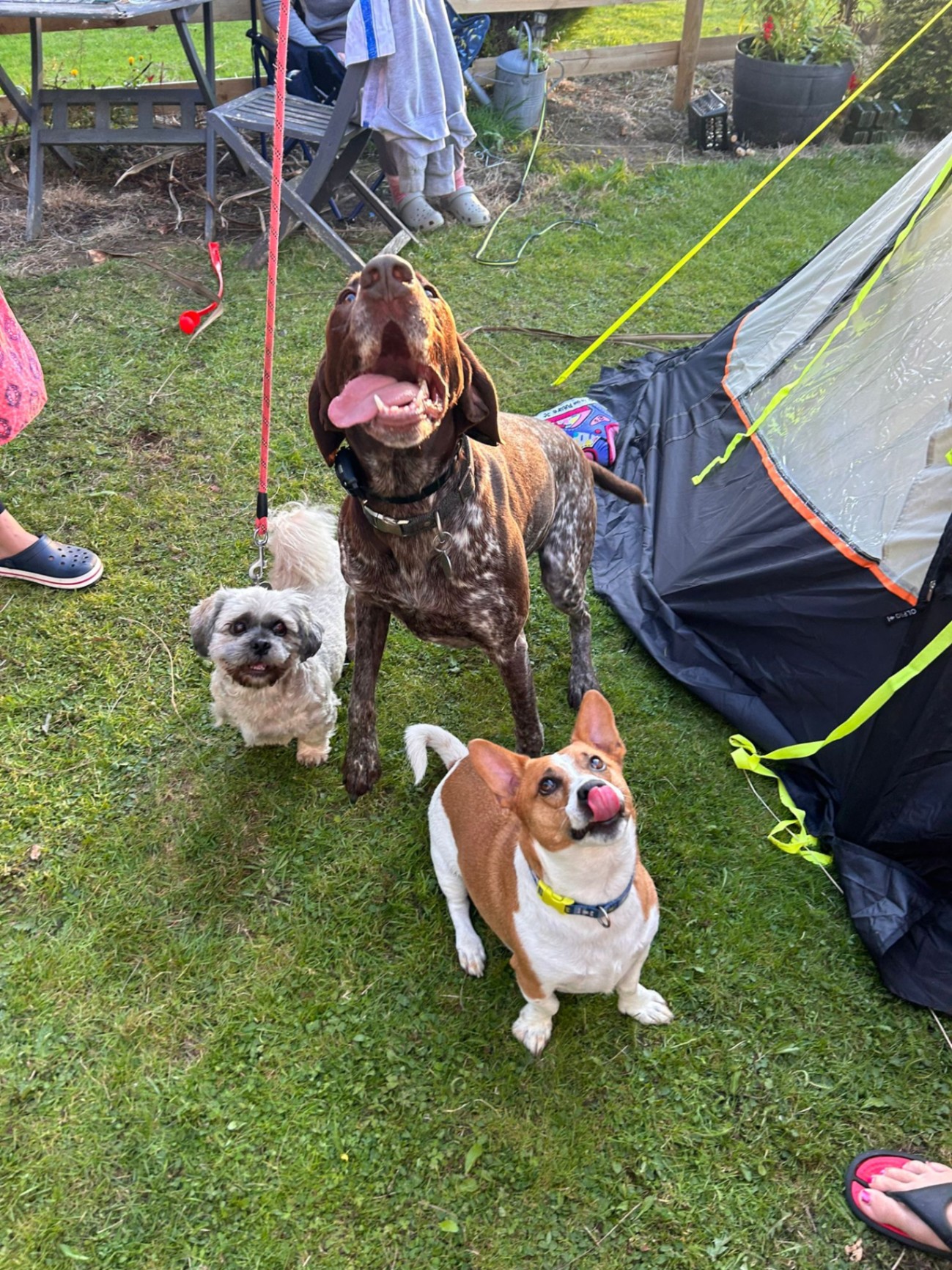 The park dogs gathered on the grass