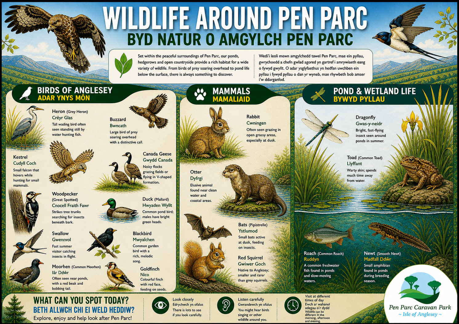 Wildlife Around Pen Parc