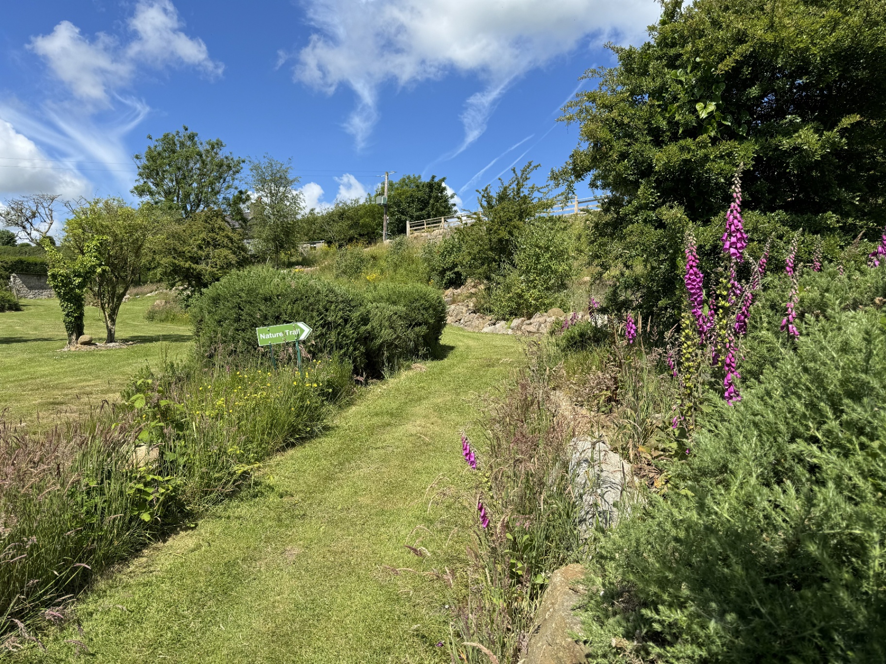 Grass path through the Pen Parc nature trail with foxgloves and wildflowers