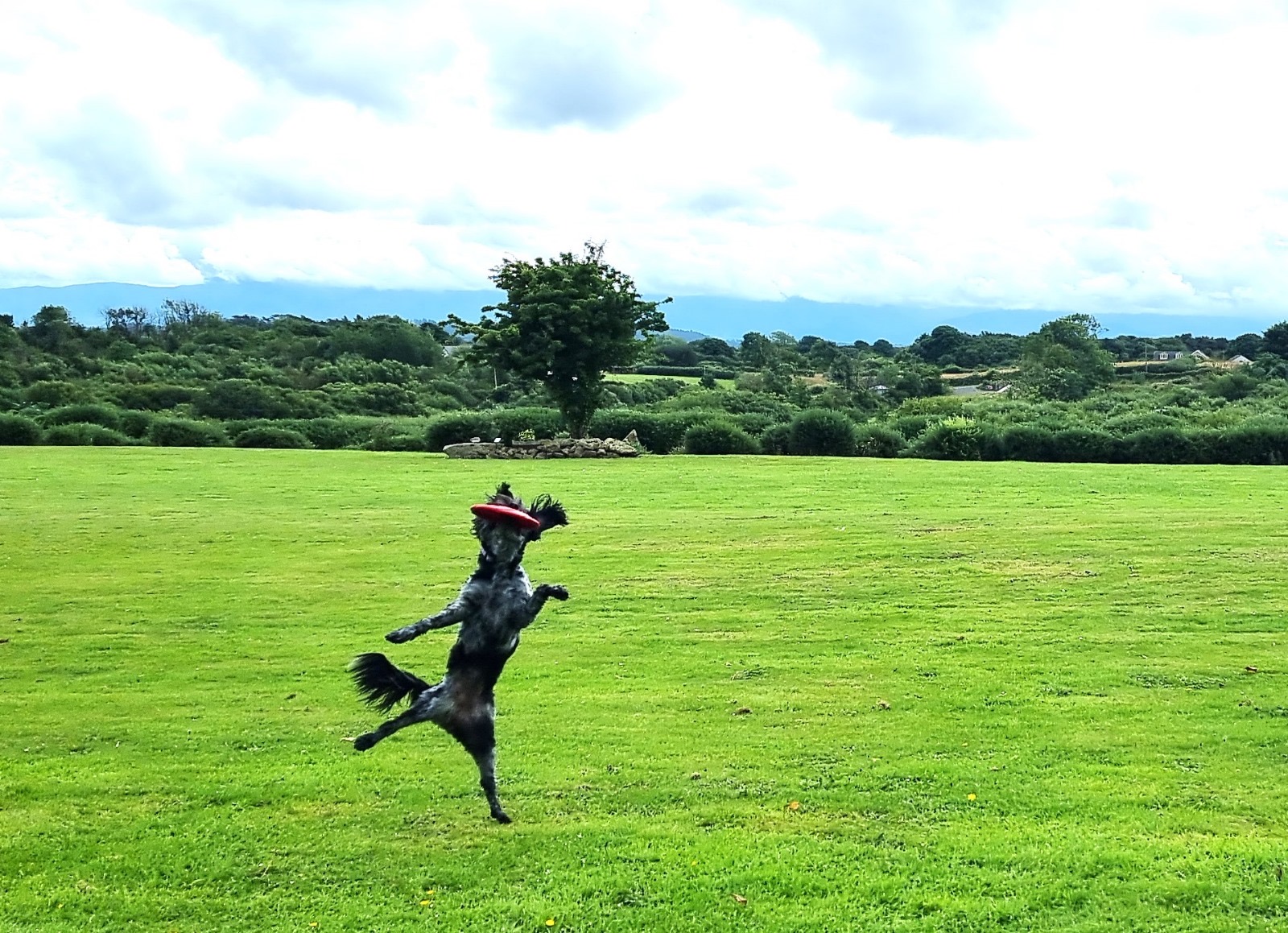 A spaniel catching a frisbee in the open grass at Pen Parc