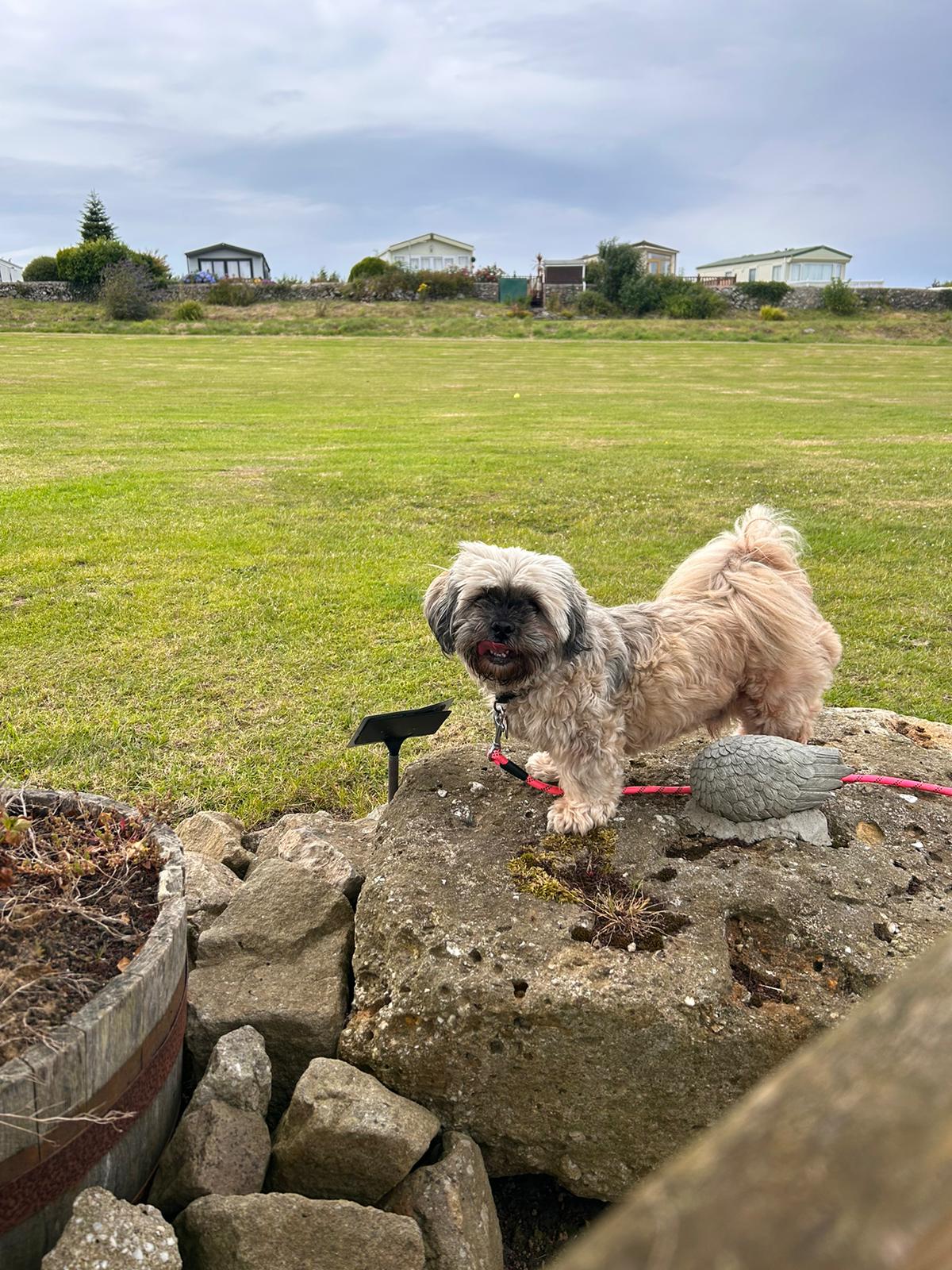 A dog enjoying the view from the Pen Parc Lookout across the park